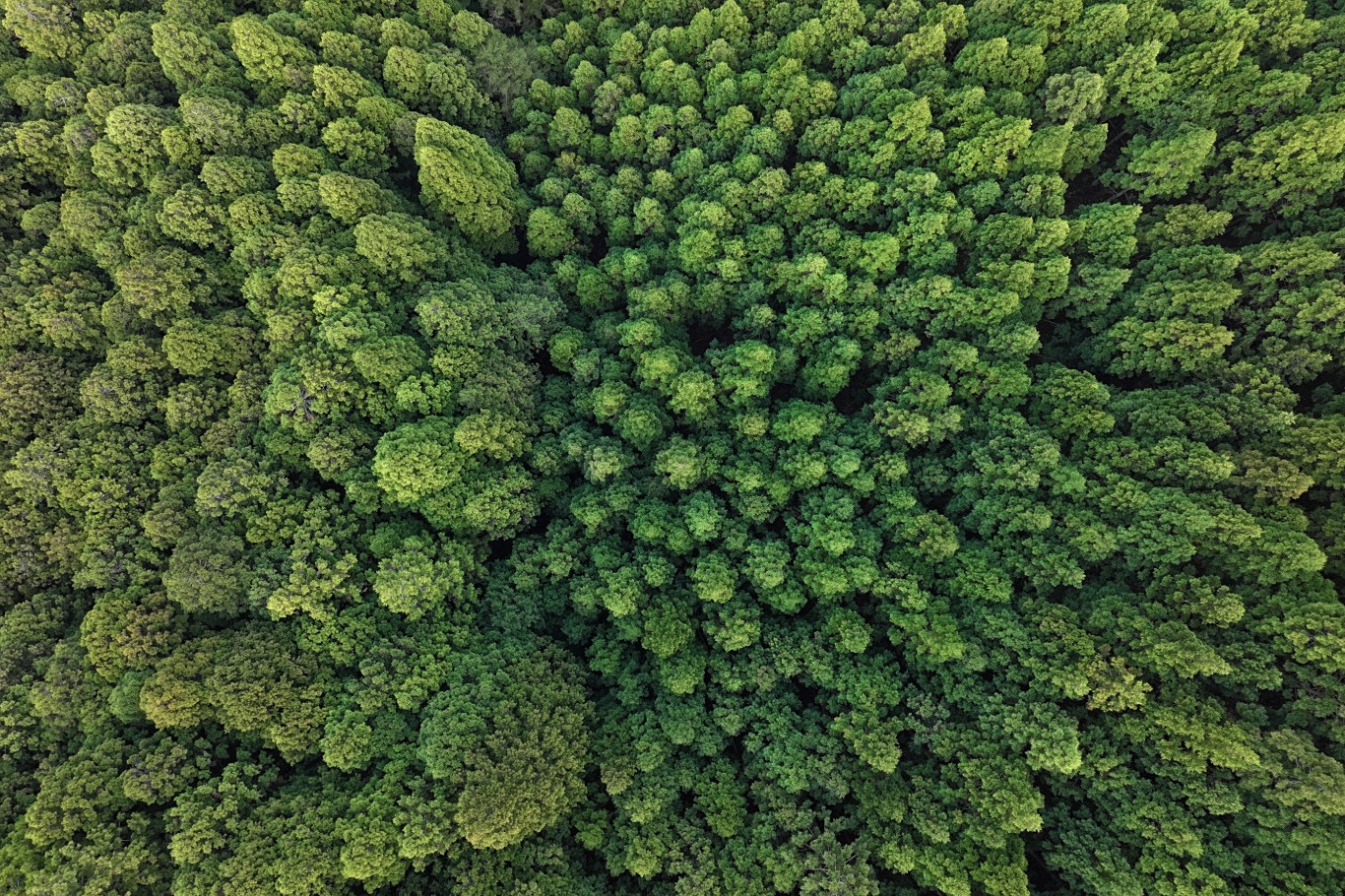dji_fly_20250403_140946_0506_1743680466987_photo.JPG
